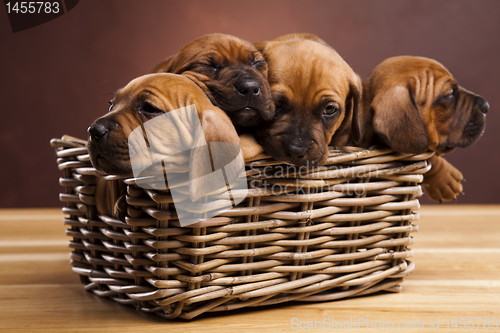 Image of Puppies, wicker basket 