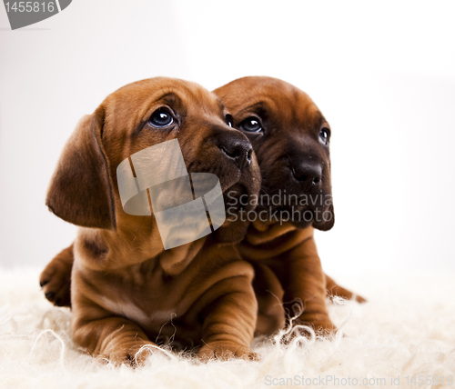 Image of Puppies amstaff,dachshund