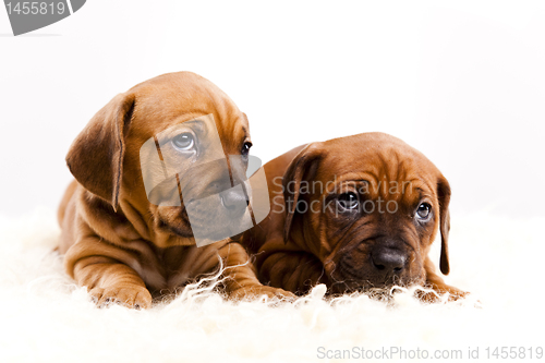 Image of Puppies amstaff,dachshund