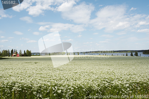 Image of cumin field