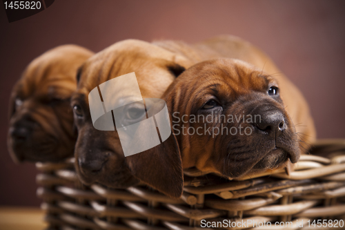 Image of Puppies, wicker basket 