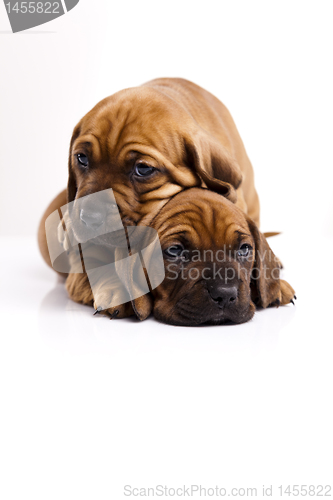 Image of Puppies amstaff,dachshund