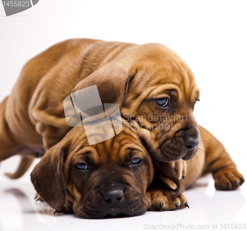 Image of Puppies amstaff,dachshund