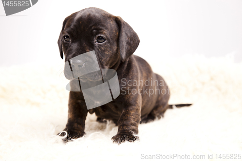 Image of Dog 