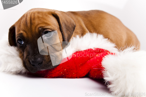 Image of Dog 