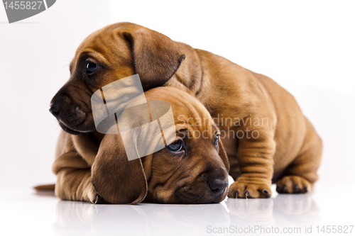 Image of Puppies amstaff,dachshund