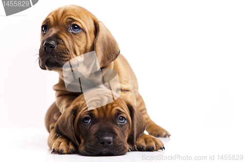 Image of Puppies amstaff,dachshund