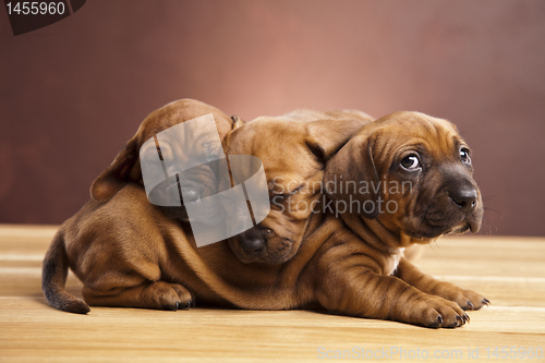 Image of Puppies amstaff,dachshund