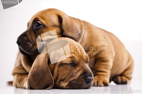 Image of Puppies amstaff,dachshund