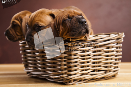 Image of Puppies, wicker basket 