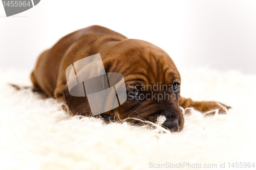 Image of Dog 