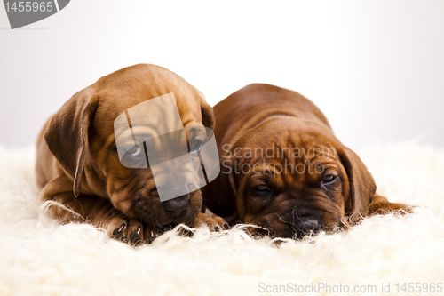 Image of Sleepy Puppy