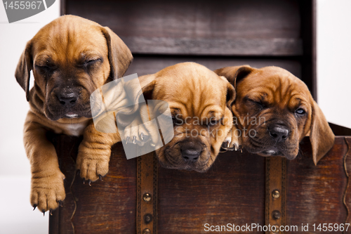 Image of Puppies amstaff,dachshund