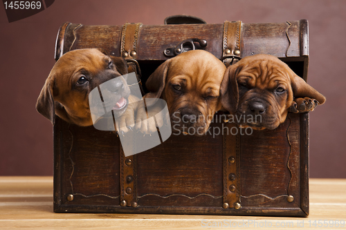 Image of Puppies amstaff,dachshund