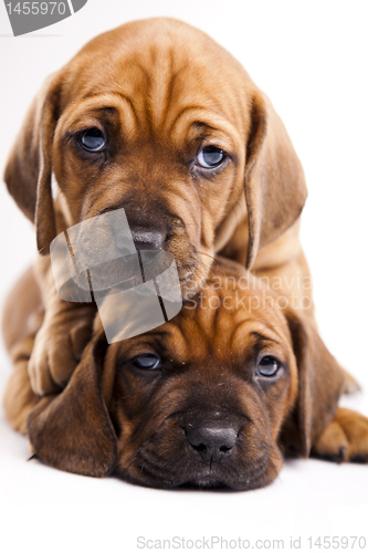 Image of Puppies amstaff,dachshund