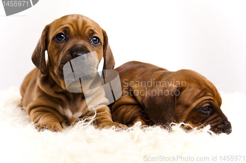 Image of Puppies amstaff,dachshund