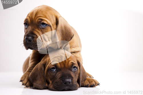 Image of Puppies amstaff,dachshund
