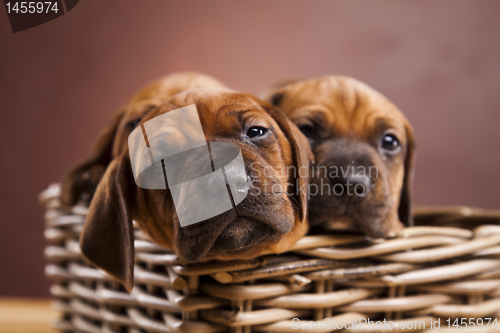 Image of Puppies, wicker basket 