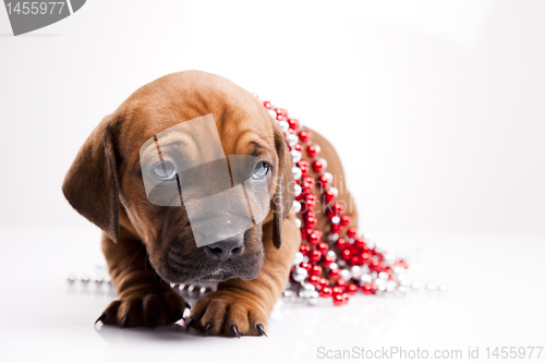 Image of Dog 