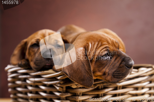 Image of Puppies, wicker basket 