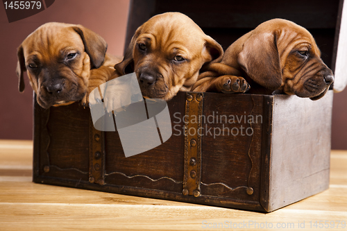 Image of Puppies amstaff,dachshund