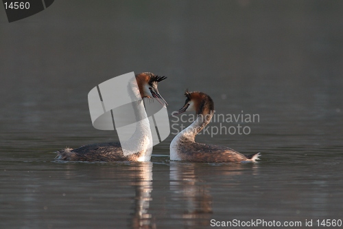 Image of Great crested grebes courting