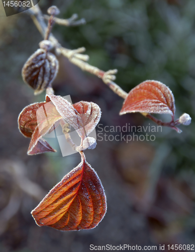 Image of Frosty branch