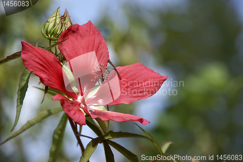 Image of Hibiscus