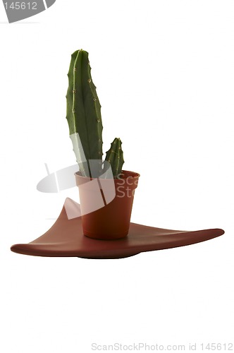 Image of cactus