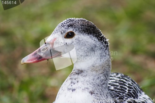 Image of bird