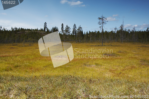 Image of Swamp