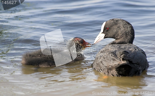 Image of Common Coot