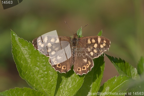 Image of Speckled wood butterfly