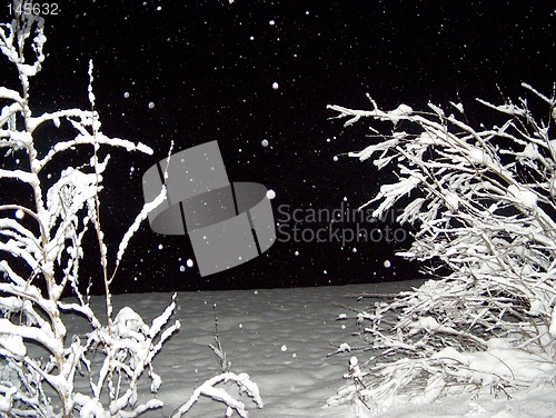 Image of Trees in winter evening