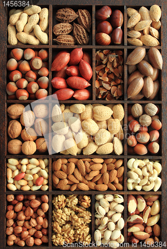 Image of Nut types