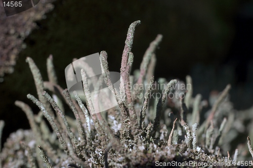 Image of Lichen closeup