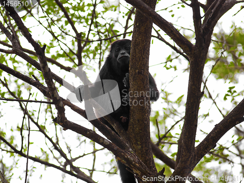 Image of A Howler monkey