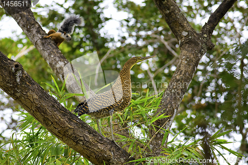 Image of Juvenile Heron and Squirrel