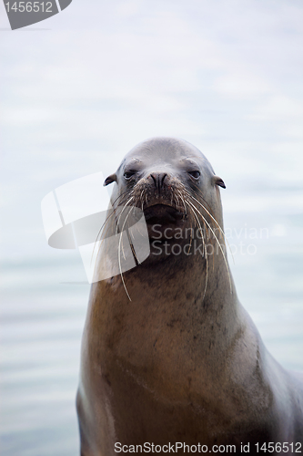 Image of Sea lion portrait