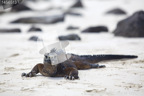 Image of Galapagos marine Iguana