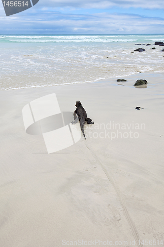 Image of Galapagos marine Iguana