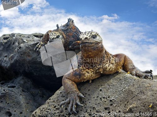 Image of Galapagos marine Iguanas