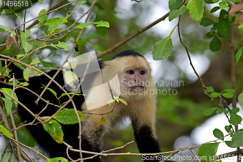 Image of White faced Capuchin