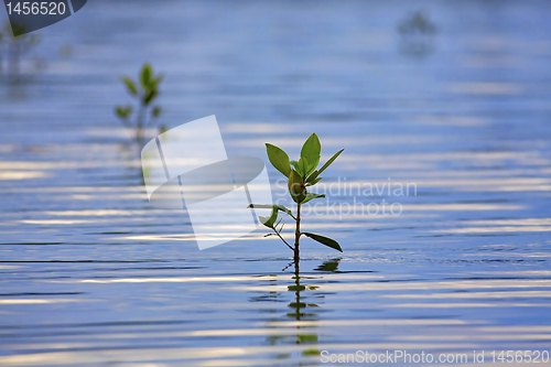 Image of Mangrove seedlings sunset