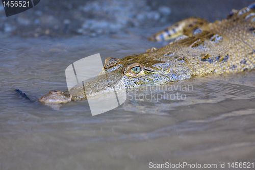 Image of Baby Crocodile in the water