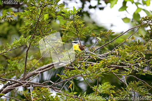 Image of Yellow flycatcher bird