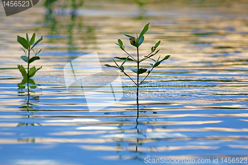 Image of Mangrove seedlings sunset