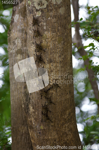 Image of Long nosed bats