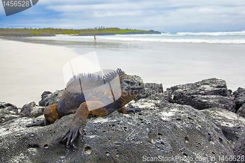 Image of Galapagos marine Iguana