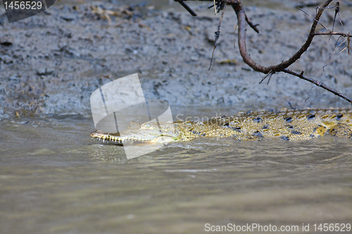 Image of Baby Crocodile in the water